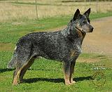 Australian Cattle Dog 9F060D-06